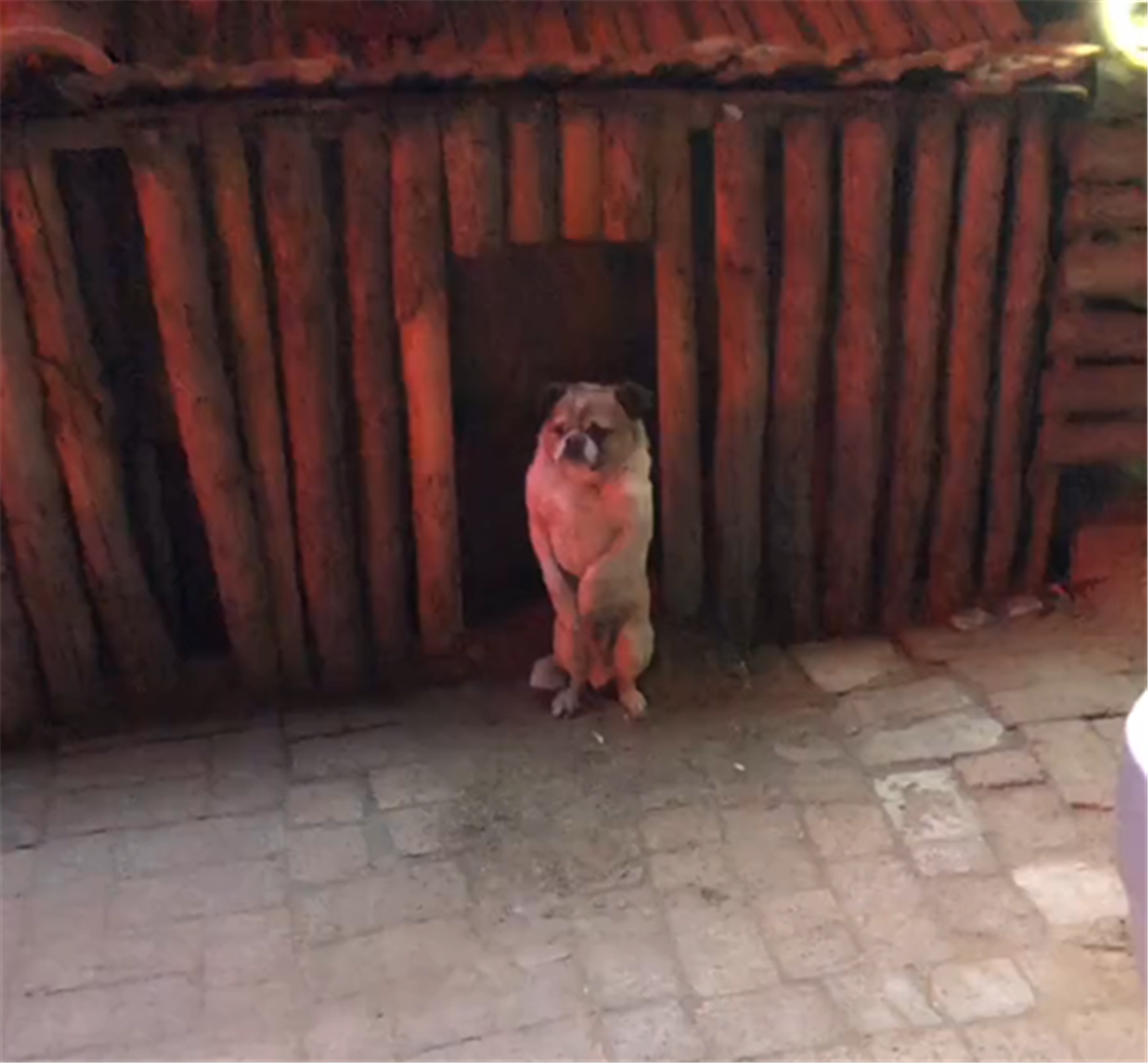 田园犬在东北冻得瑟瑟发抖, 站立抱着肚子, 狗: 都快冻成人了……