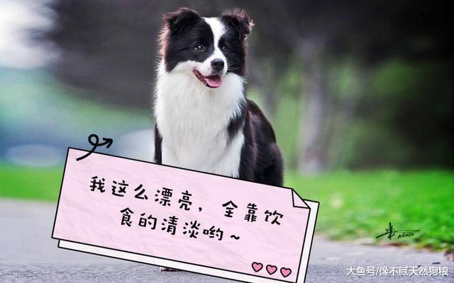 狗狗喜欢“冲你叫”的5大原因, 你猜对了吗?