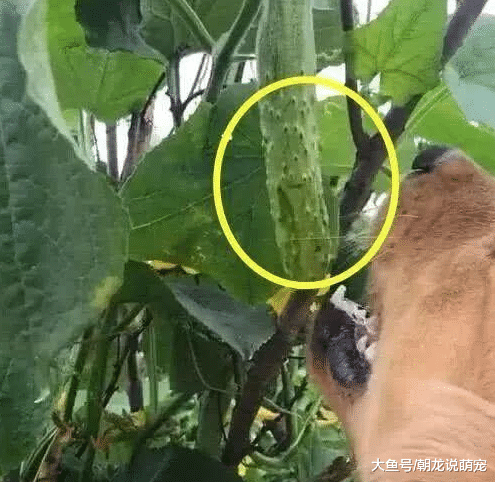 男子将金毛托付爸妈照顾，但是没过几天，家里打电话说：这还是狗吗？