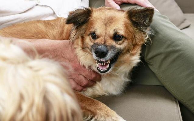 有这5种特征的狗狗，说明已经给宠坏了，再不改可能会咬人！