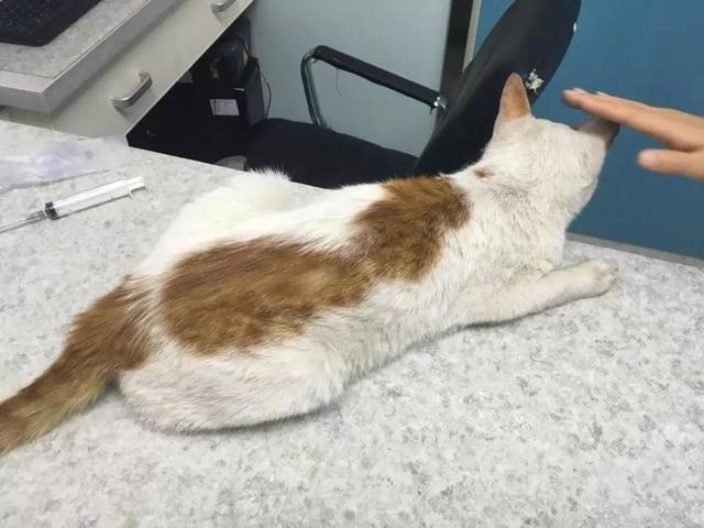 宠物治疗价格高，看病不如重新买一只，其中铲屎官经历了什么？