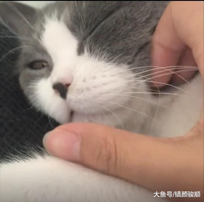 撸猫不小心拔掉猫胡子, 怕主子发飙又插回去, 猫咪的眼神一言难尽!