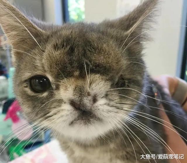 天生“特别”的猫咪被主人抛弃，凭借着乐观心态，再次过上好日子