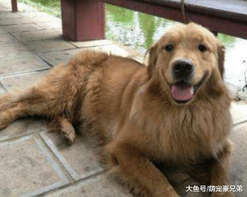 路边见金毛抱着车子，这姿势保持了近30分钟，背后原因令人搞笑