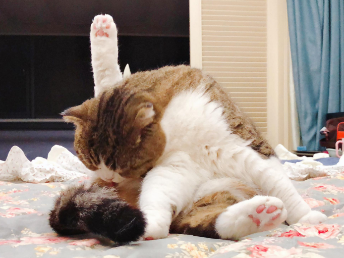 猫咪都是脸盲，聪明却没法认得人样，专家：它们有自己的认知方法！