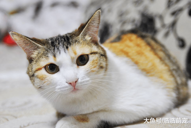 去宠物店买猫时，不要说这5句话，不然会被“坑”