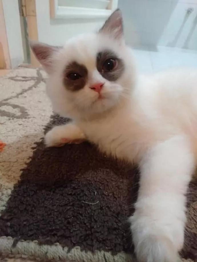 这猫昨晚是不是熬夜了