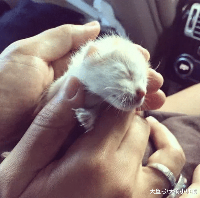 小猫出生那天被抛弃，被救后认为女子是妈妈，撒娇时简直不要太萌