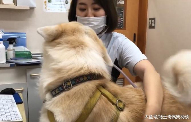 秋田犬去看医生，因为中途换了男医生，结果狗子表情就变了