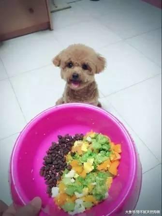 小编提醒你：别总做这5种行为，会让狗狗很讨厌