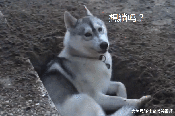 二哈在院子挖了个窝，躺下去发现还很合身，是蓝翔毕业的呢？