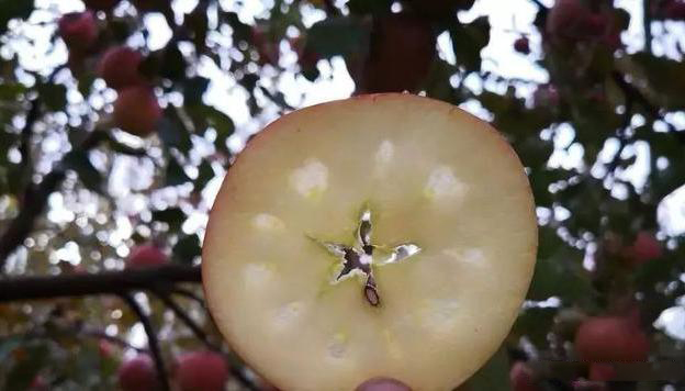 歪瓜裂枣才好吃？新疆“阿克苏”苹果卖相虽丑，却比红富士花牛甜多了