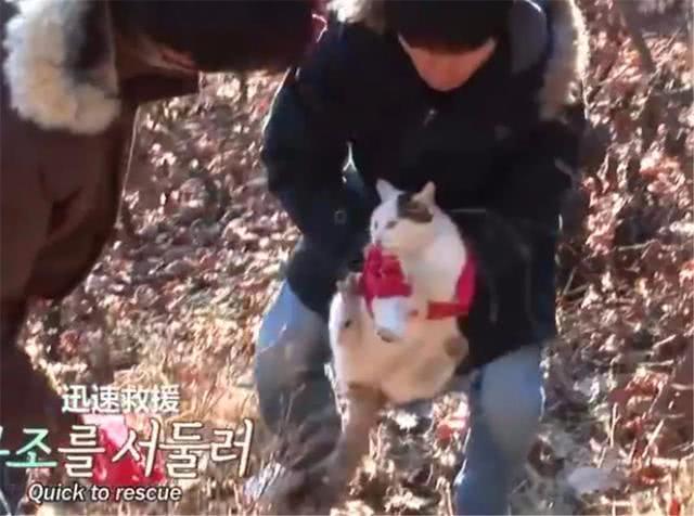 流浪猫坚守在山上等待主人, 被当孕猫救助后, 才知大肚子都是肥肉