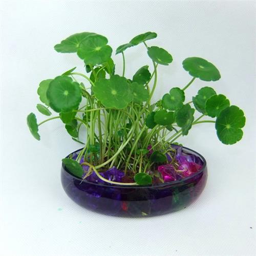 铜钱草开花吗？开花又是什么样子呢？这里知道来看看吧