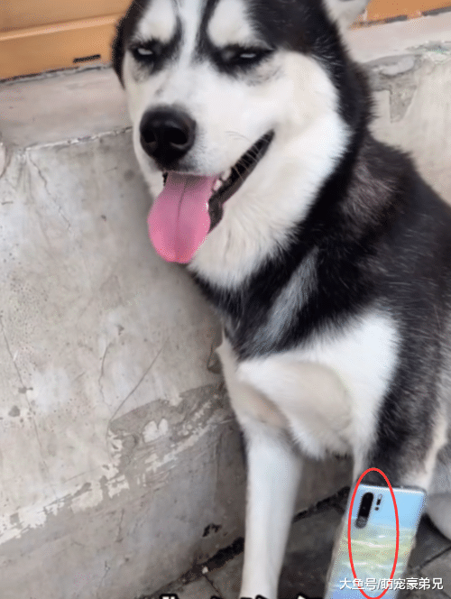 网友为了增加步数，将手机绑在哈士奇腿上，狗：按步收费！