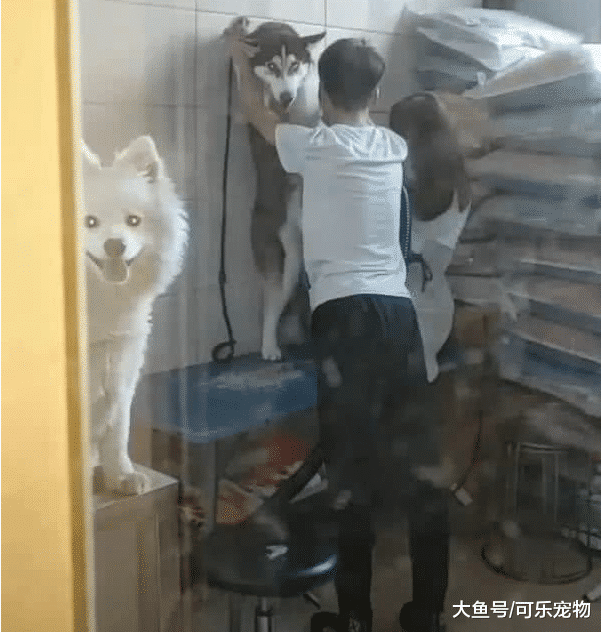 为了给哈士奇洗澡，二哈被主人“壁咚”，萨摩耶在一旁幸灾乐祸