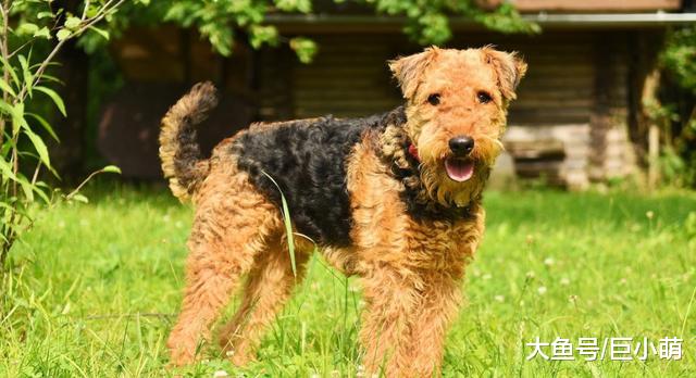 如果你是养狗新手，这15种狗最好避开，不然可能会被送到救助站