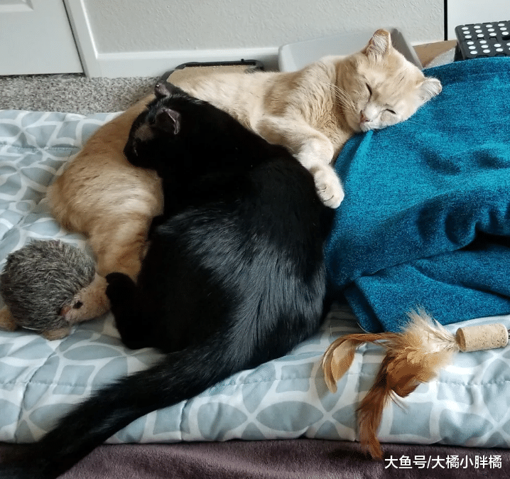两只流浪猫彼此相伴，有了小猫后更加不愿分开，深厚感情令人羡慕