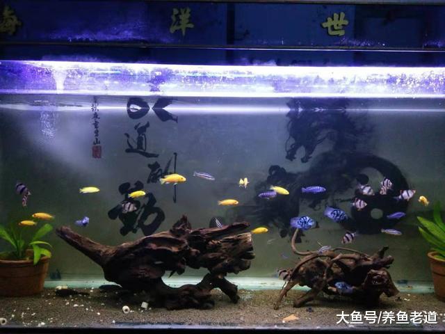 换水死鱼，不换水也死鱼，换不换水都死鱼，我到底该如何去做？