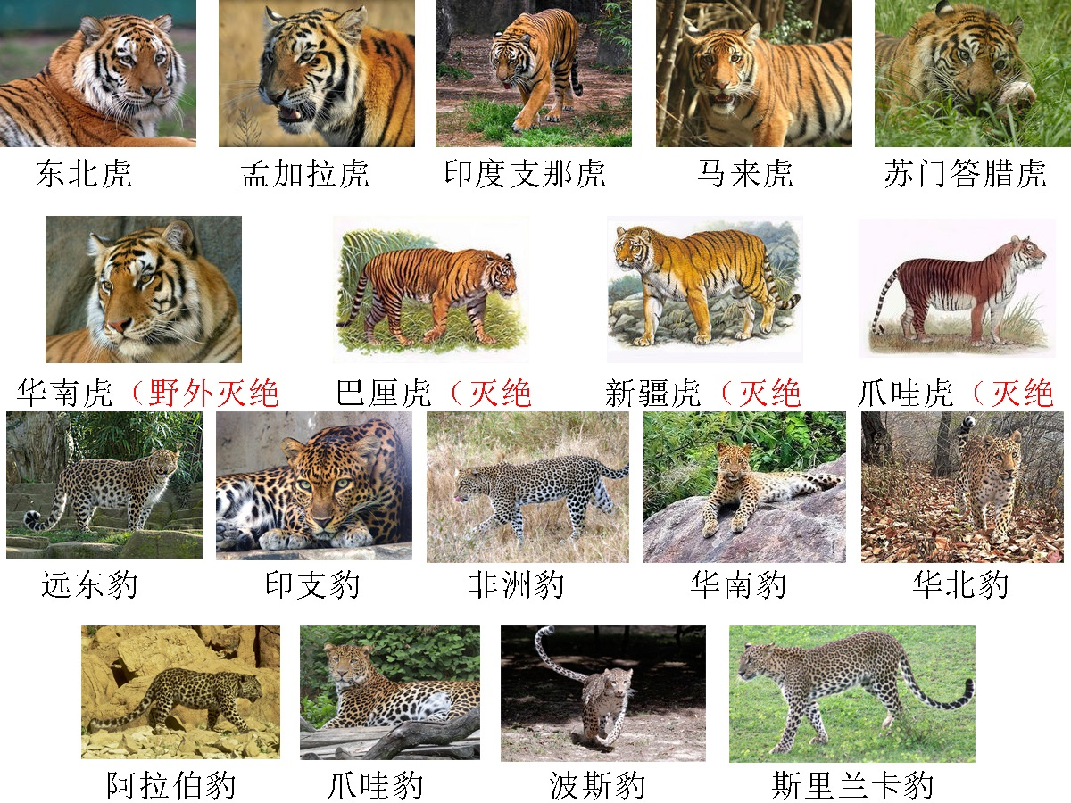 美洲虎与美洲豹是两种动物？实际上它们都指同一种动物