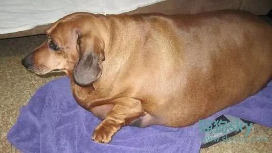 想要狗狗更長壽，做到這4點就夠了！