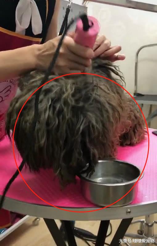 给捡来的流浪猫剪毛，结果吓了一跳，网友：忍不住想哭了！