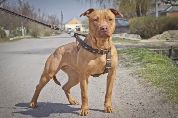 30种热门猛犬品种基本信息，值得收藏！