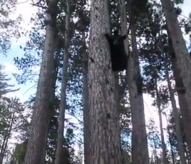 森林中猫咪遇到熊，熊：我以为是只老虎 猫：跑过去才发现这么大