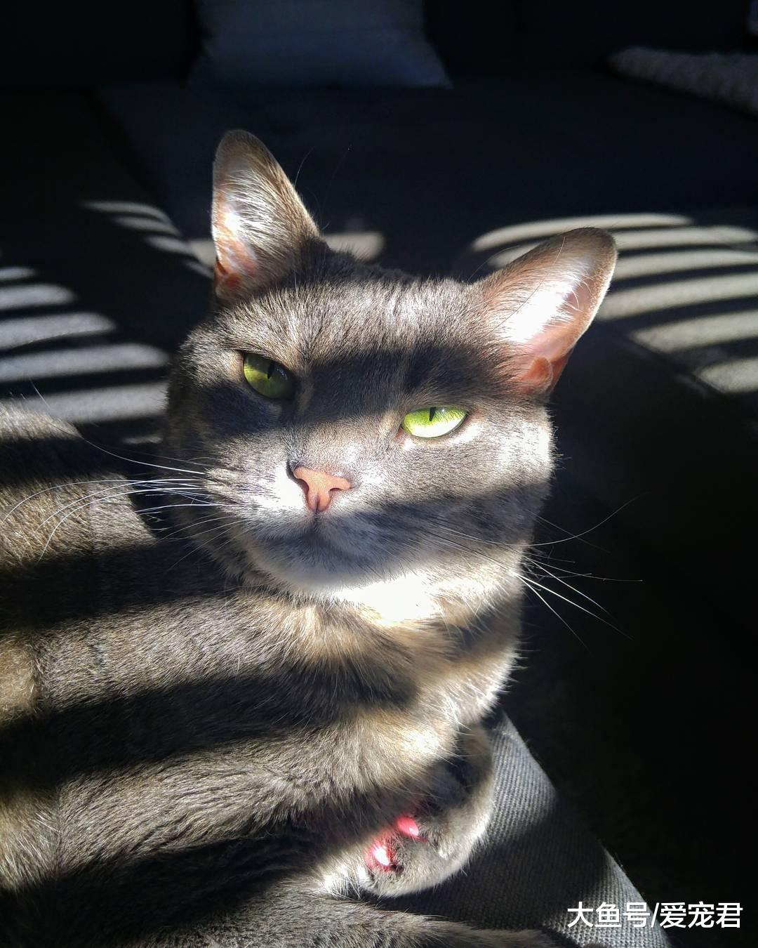 猫咪突然在家里乱尿尿了，是什么原因？该怎么办？