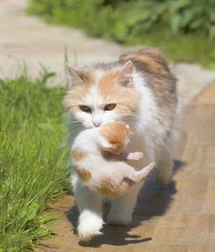 猫咪超讨厌的5个动作，铲屎官们千万别这样