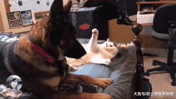 猫咪抢了德牧的“床位”，结果摊上事了，当人家是二哈呢？