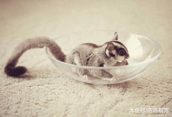 兩種奇葩的寵物，第二種小巧會飛，第一種讓很多人不能理解