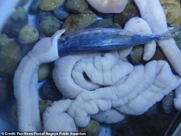日本一水族馆海虫吞食整条死鱼 画面“恶心但可爱”