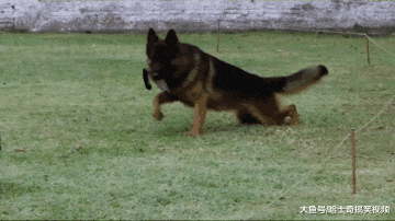 德牧在警犬训练基地，训练自己的孩子，以后抓坏人靠你们了