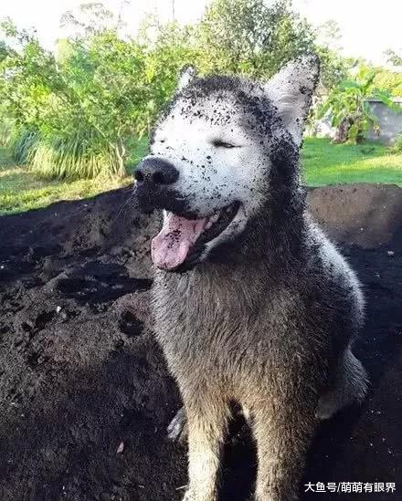 养了一只白色的哈士奇，但是这狗从来没白过，看到原因笑翻了