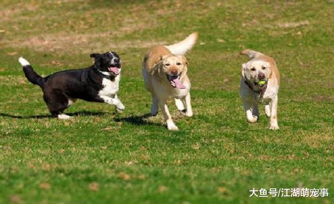 想养拉布拉多犬，满足这5个需求就可以了