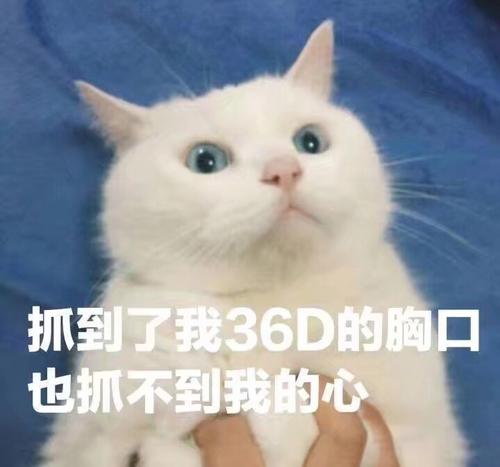 辟谣：抱猫先拎脖，80%的铲屎官都抱错了，很容易伤到猫咪