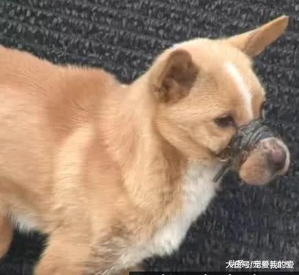 救了一只嘴巴被皮带绑着的狗，把皮带解开时，在场人员都泪眼婆娑
