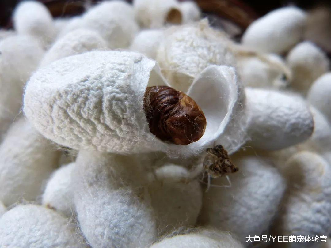 沼泽过滤的另类应用，可以用来赚钱