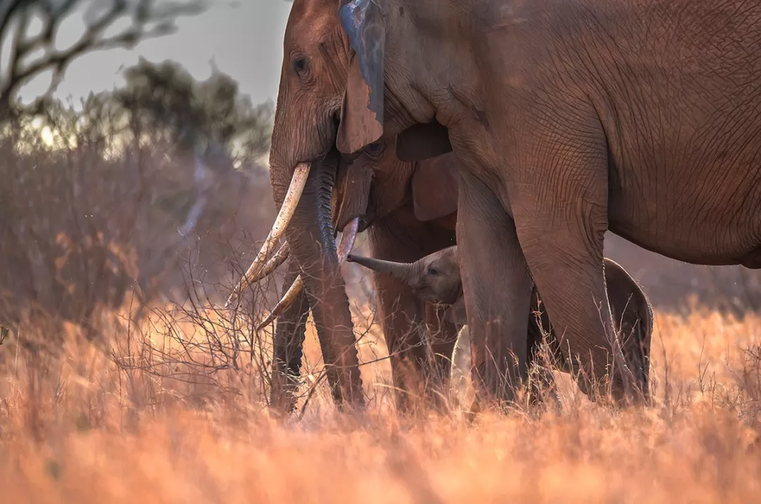 遭遇肯尼亚（一）跟着肖戈拍大象