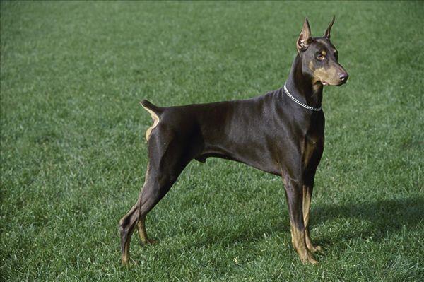 地球上5大最适合家养的护卫犬，德牧和杜宾上榜，你最喜欢哪种？