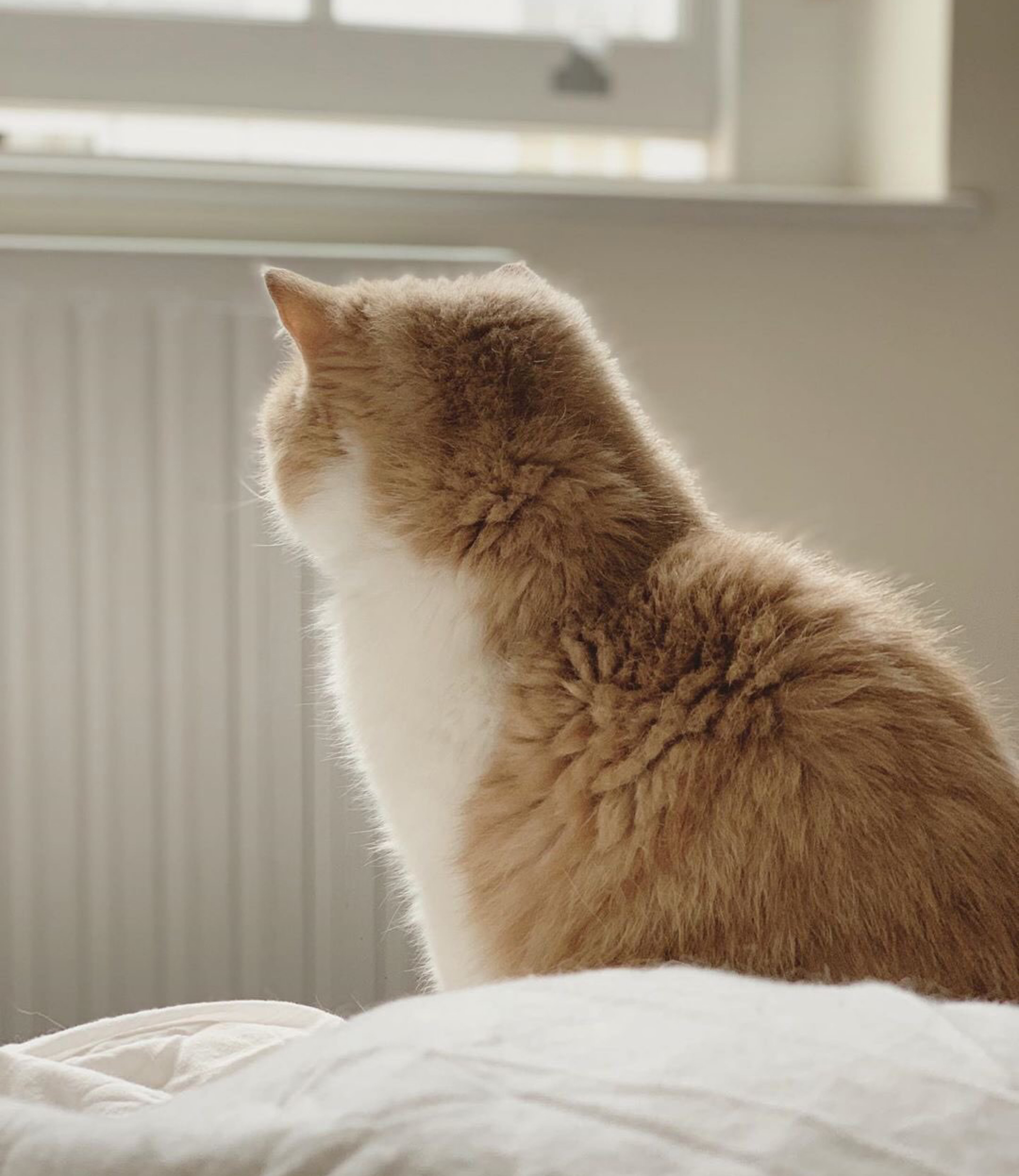 这只加菲猫的颜值一点也不输给布偶猫，要萌死人啊！好想抱走……