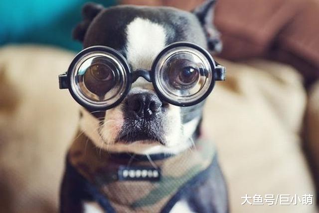 狗狗能分辨出颜色，但不是人们所认识的颜色，你说它是色盲吗？