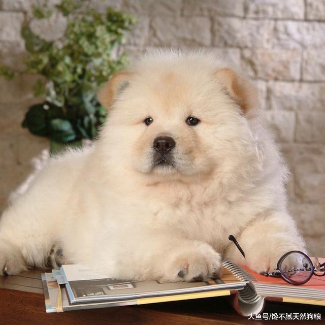 养狗，我劝你不要选“松狮”，掉毛多只是其中一个理由！