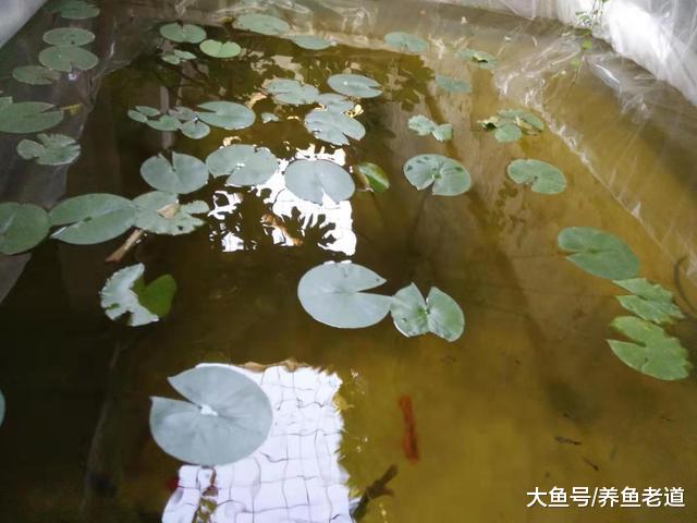 饲养观赏鱼如果我们这么来操作，那还会感觉到很累吗？