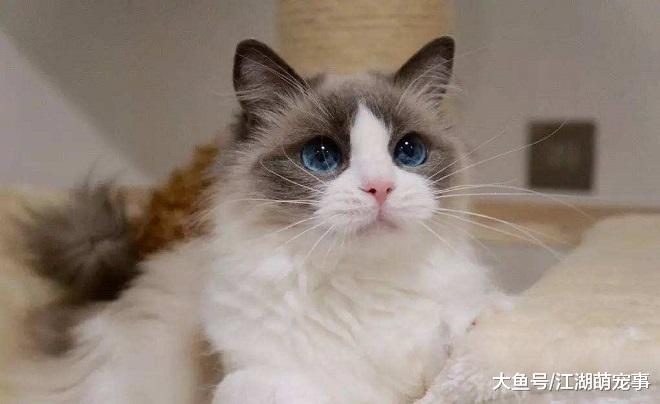 想养布偶猫吗？除了价钱高，它还有下面4个缺点