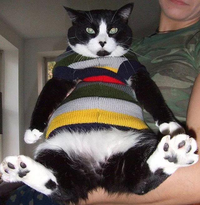 穿上毛衣之后的猫咪, 更可爱了鸭