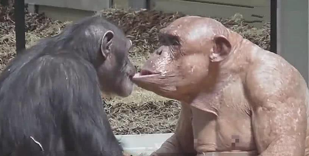 公猩猩患病全身脱毛，母猩猩看到后，接下来一个举动令人心碎！