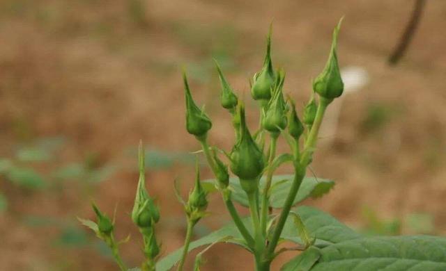 月季花苞少、发蔫、畸形？避开这“4点”，花苞大又美，开花多！