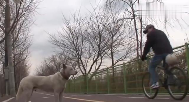 走失的狗狗拒绝与人接触，直到与主人相认，这一幕真的太感人了